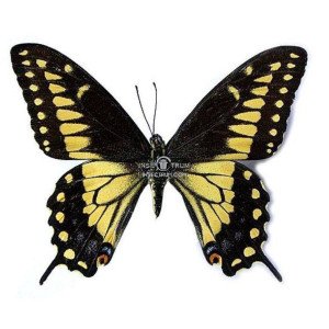 PAPILIO POLYXENES ASTERIUS PAPILIO POLYXENES ASTERIUS